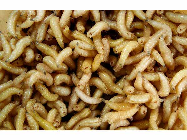 மாமிசத்தில் முட்டை இடும் ஒருவகைப் பூச்சியின் முட்டைப் புழு