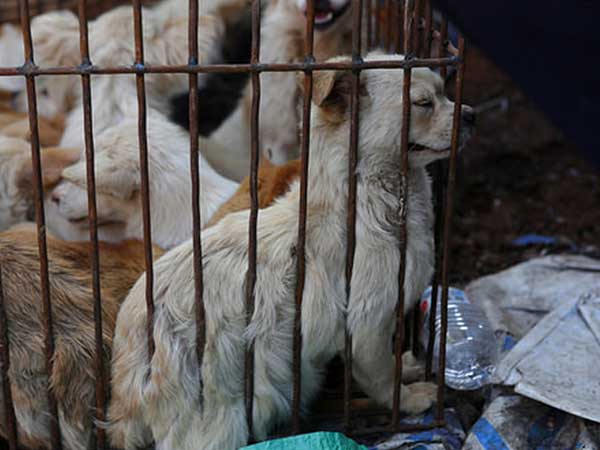 எத்தனை நாய்கள் கொல்லப்படுகின்றன?