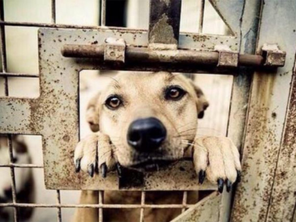 எங்கிருந்து இவ்வளவு நாய்கள் கொண்டு வரப்படுகின்றன?