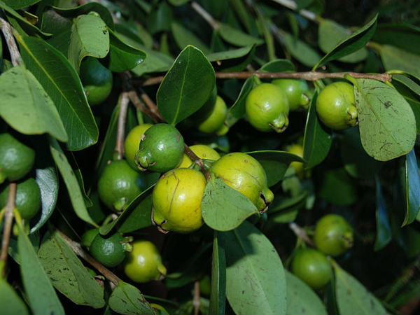 Natural remedies to treat tooth sensitivity