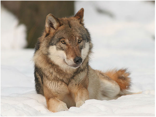 ஓநாய் (Wolf)