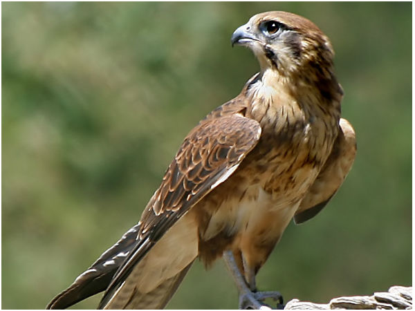 ராஜாளிப்பறவை (Falcon)