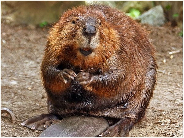 நீர்நாய் (Beaver)