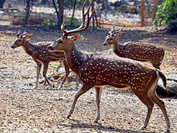 மான் (Deer)