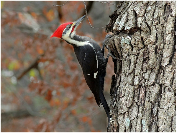 மரங்கொத்தி (Woodpecker)