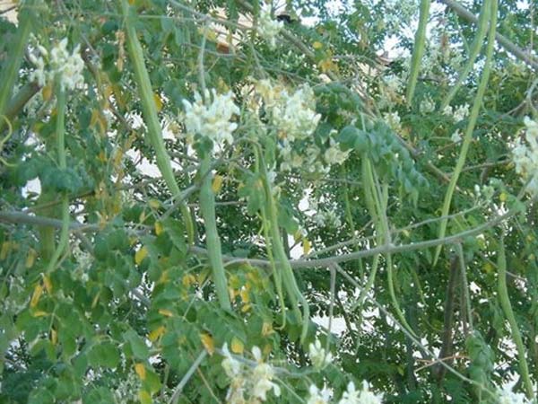 Medicinal Properties Of Drumstick