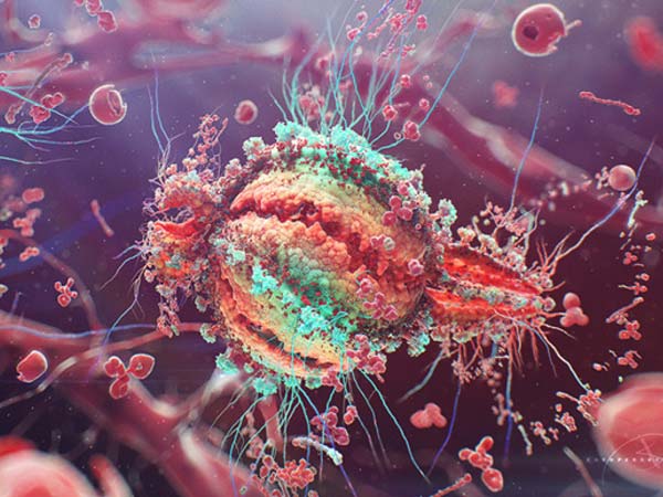  Viral replication Increases in morning