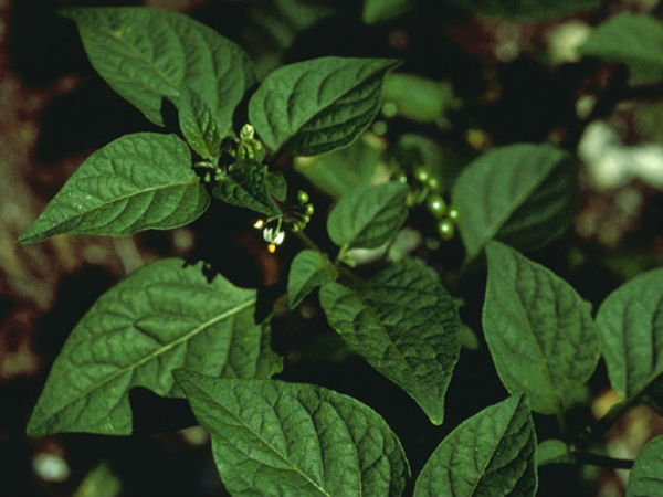 மணத்தக்காளிக் கீரை :