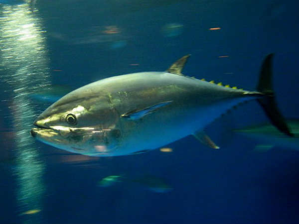 துனராமா பண்டிகை, ஆஸ்திரேலியா