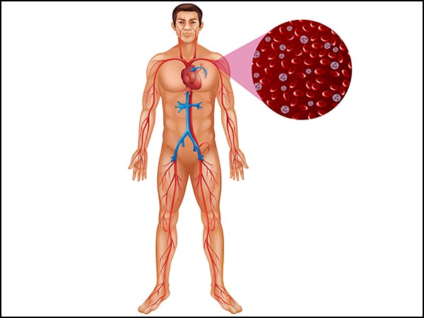 Herbs That Increase Blood Count