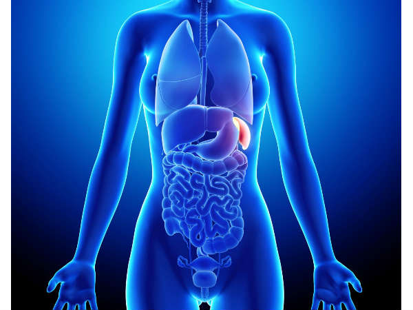 மண்ணீரல் மண்ணீரல்