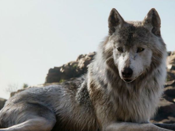 ஷான் எல்லிஸ்! ஷான் எல்லிஸ்!