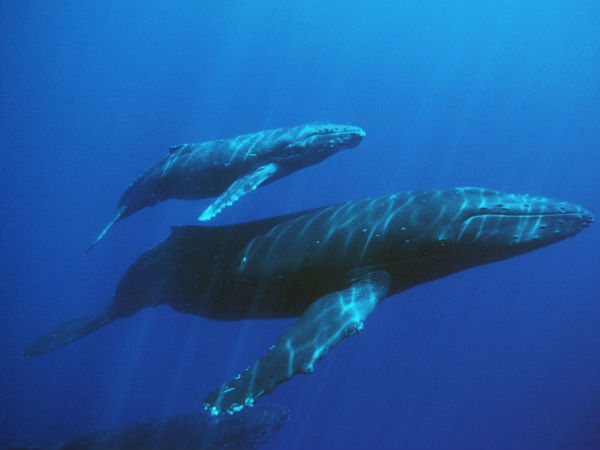 துணுக்கு #1