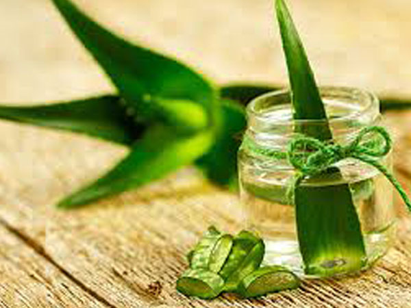 5 சோற்றுக் கற்றாழை: