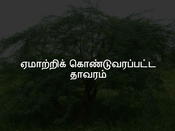 சீமை கருவேலம் 