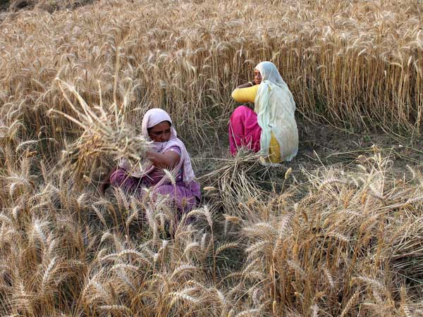  மான்சாண்டோ விதை! 