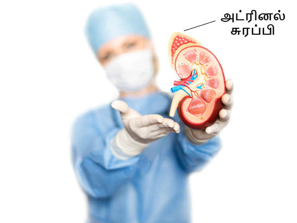 அட்ரினல் சுரப்பியின் செயல்பாடு அட்ரினல் சுரப்பியின் செயல்பாடு