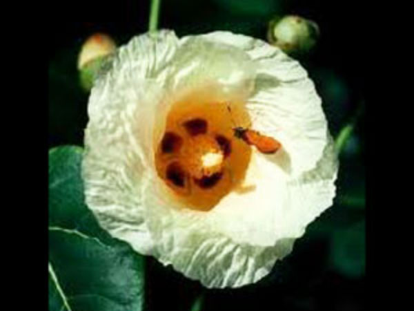  சிரங்கு, வெண்புள்ளிகளுக்கு :