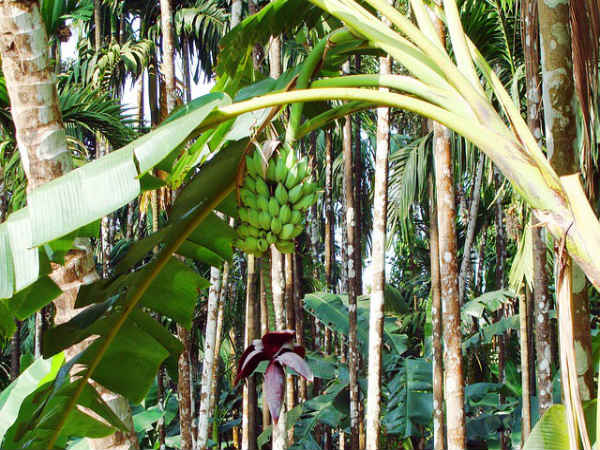 வாழை இலை :