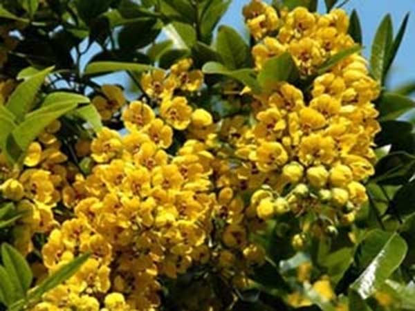 ஆவாரம்பூ :