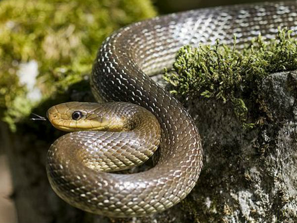 நான்கடிக்கு ஒரு பாம்பு! நான்கடிக்கு ஒரு பாம்பு!