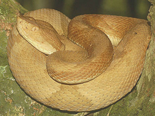 சிறப்பு அனுமதி! சிறப்பு அனுமதி!