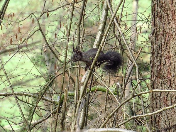 கருப்பு நிற அணில்