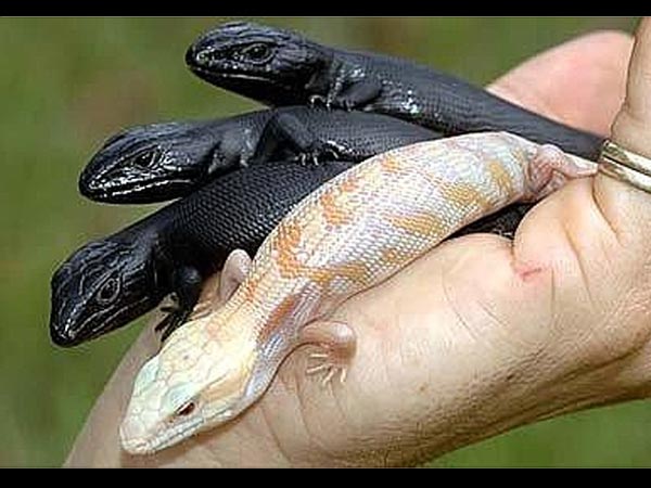 கருப்பு நிற பல்லி