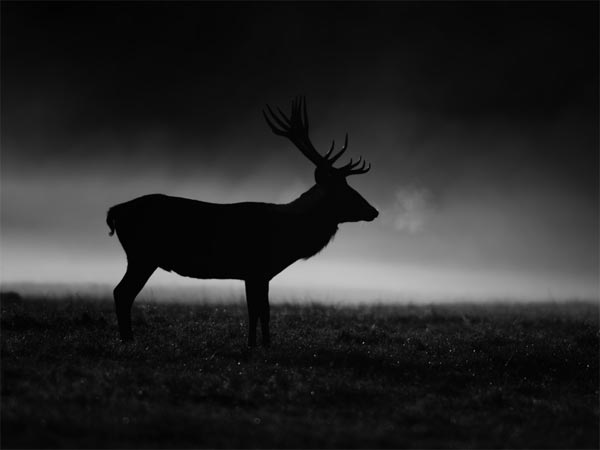 கருப்பு நிற மான்