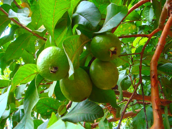 சத்துக்கள் :