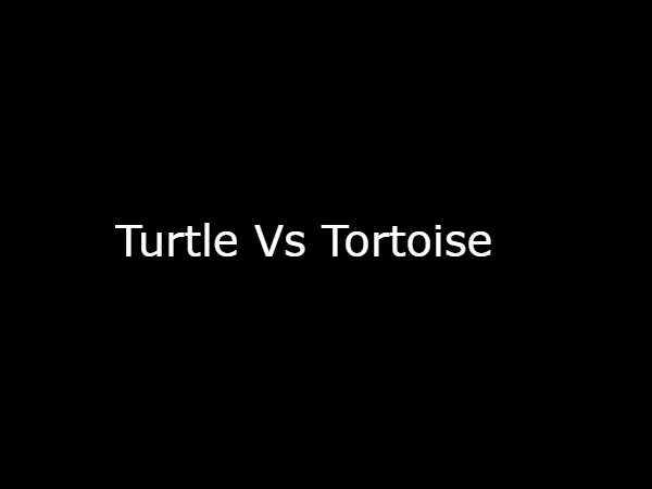 Turtle Vs Tortoise