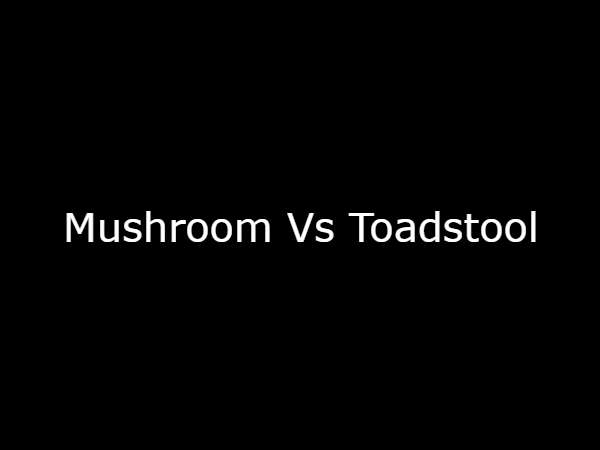 Mushroom Vs Toadstool