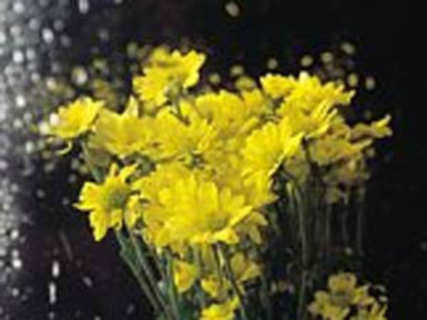 துத்தி கீரை :