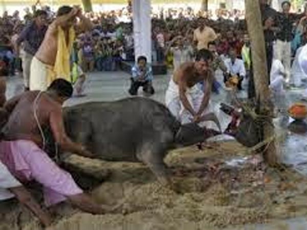 விலங்குகள் அல்ல..., மனிதர்கள்!