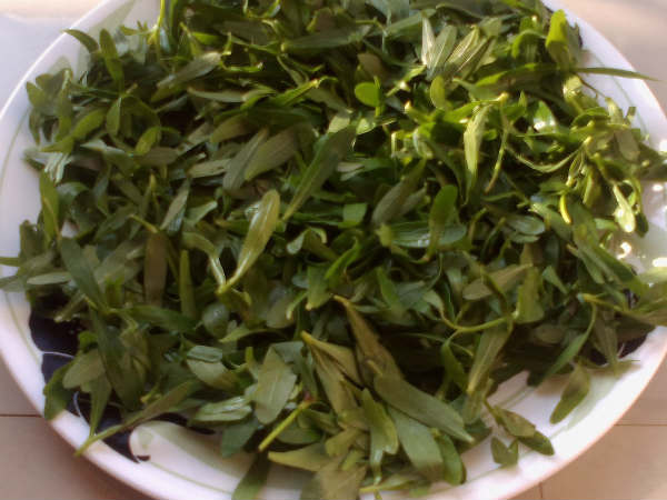 பொன்னாங்கண்ணி கீரை!