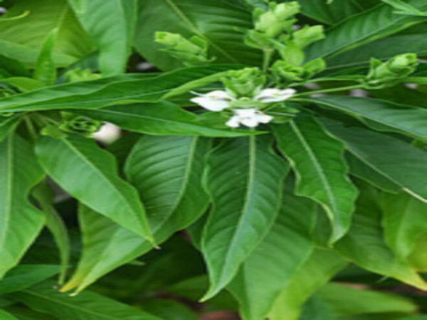 ஆடாதோடை இலை :