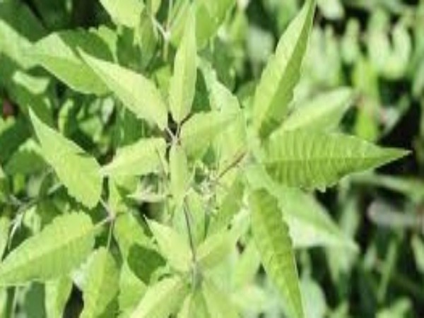 நொச்சி இலை :