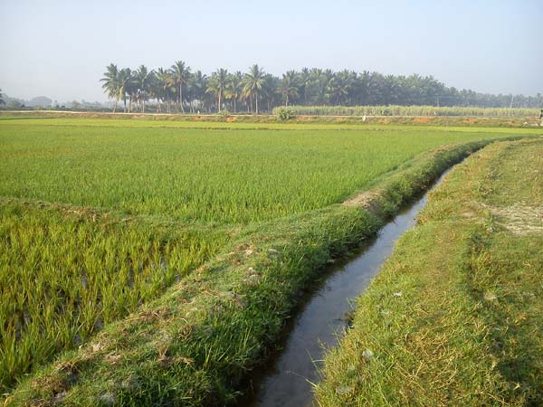 செழித்த நாஞ்சில் நாடு!