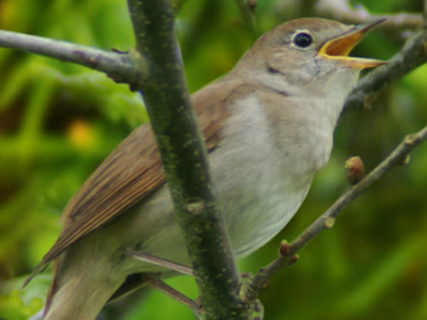 பறவையின் எச்சங்களில் பேஷியல் : 