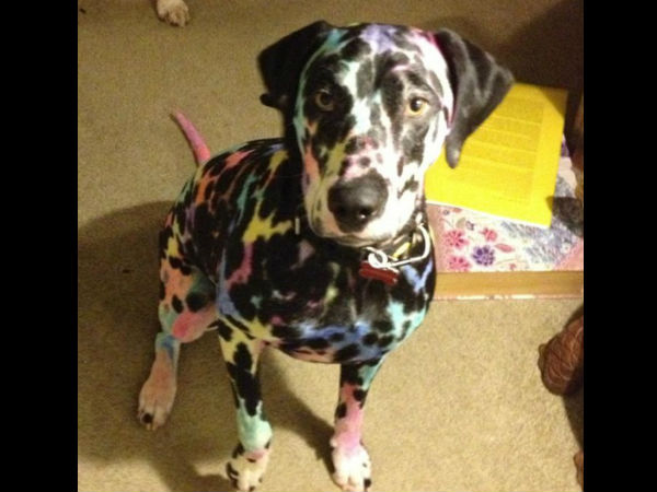 ரெயின்போ! ரெயின்போ!