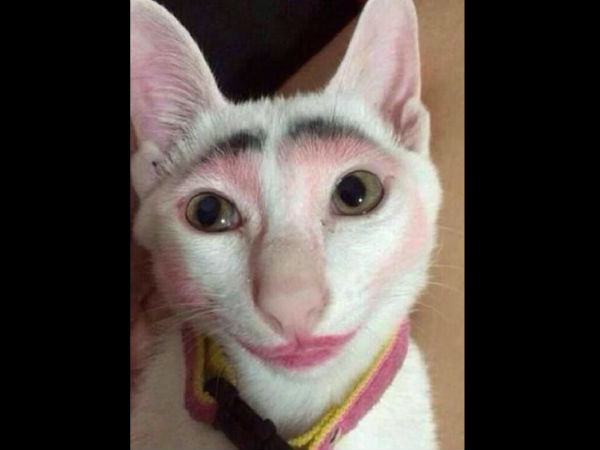 வாவ்! வாவ்!