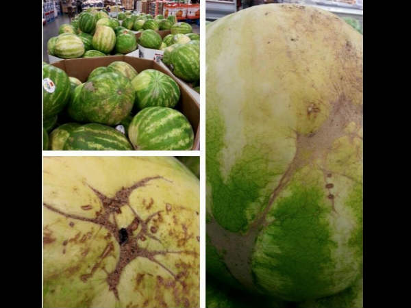 தோள்ப்பட்டை!