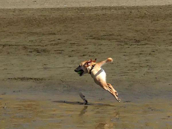 ரெண்டு கால் நாய்!