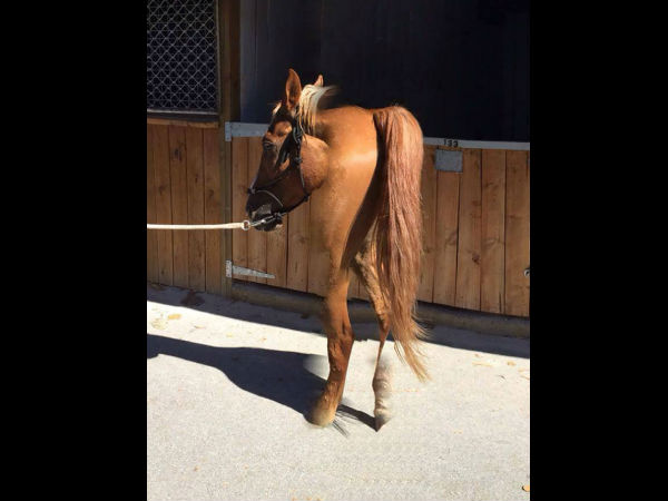 குதிரை...