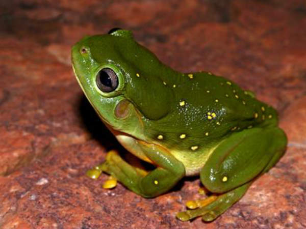 உயிருள்ள விலங்கு : 