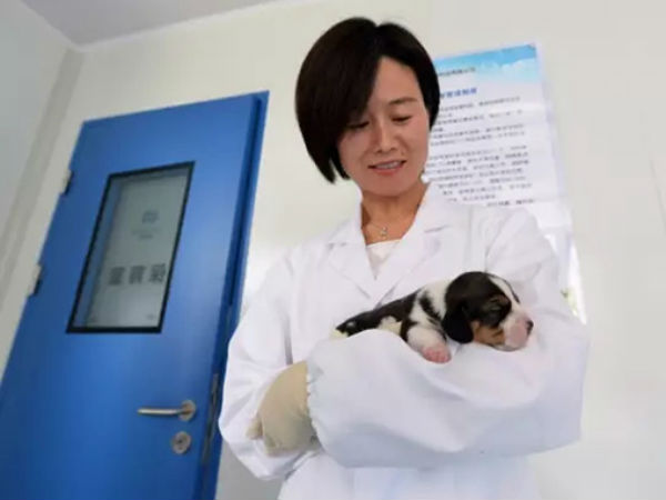 மரபணு இல்லாமலே : 