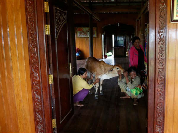 கன்றுடன் காதல் : கன்றுடன் காதல் :