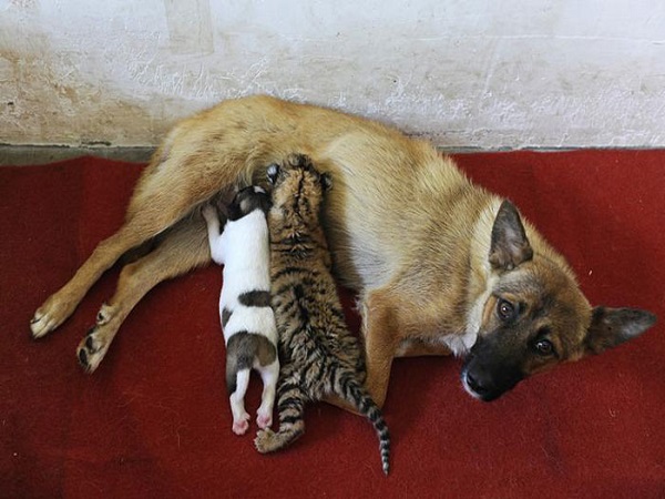 3. பாலூட்டும் தாய்