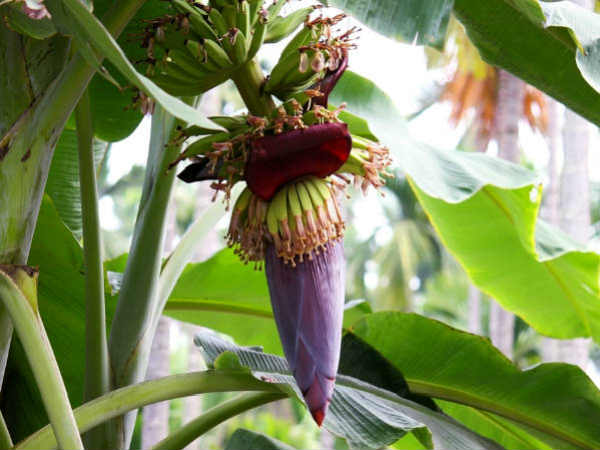 கண் திருஷ்டி : 