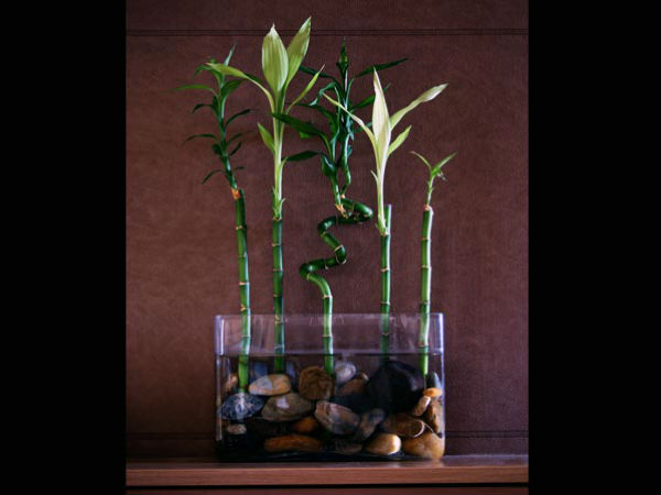 செடிகள் : 